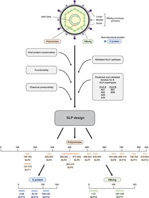 Induction of broad multifunctional CD8+ and CD4+ T cells by hepatitis B virus antigen-based synthetic long peptides ex vivo